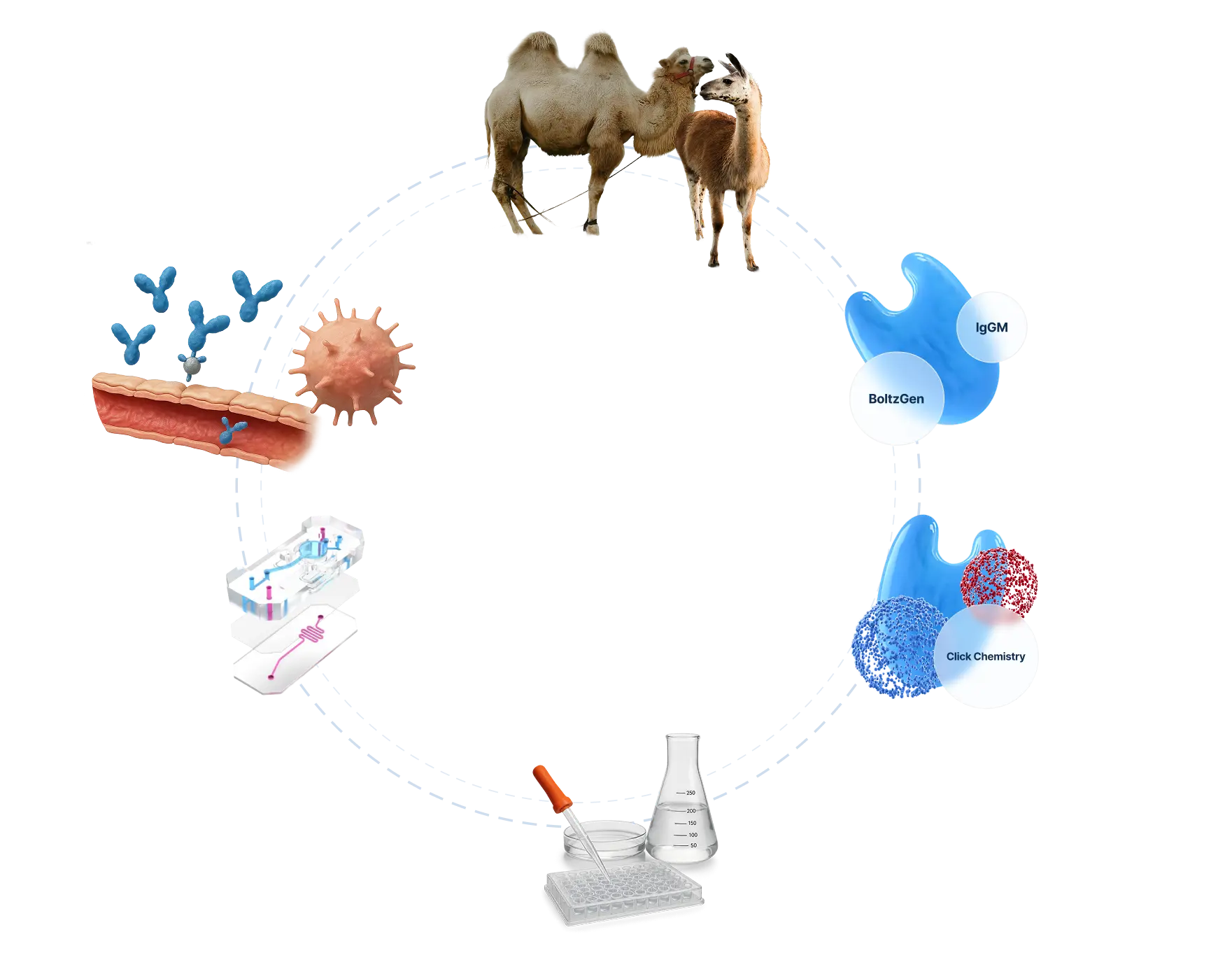 Biology illustration